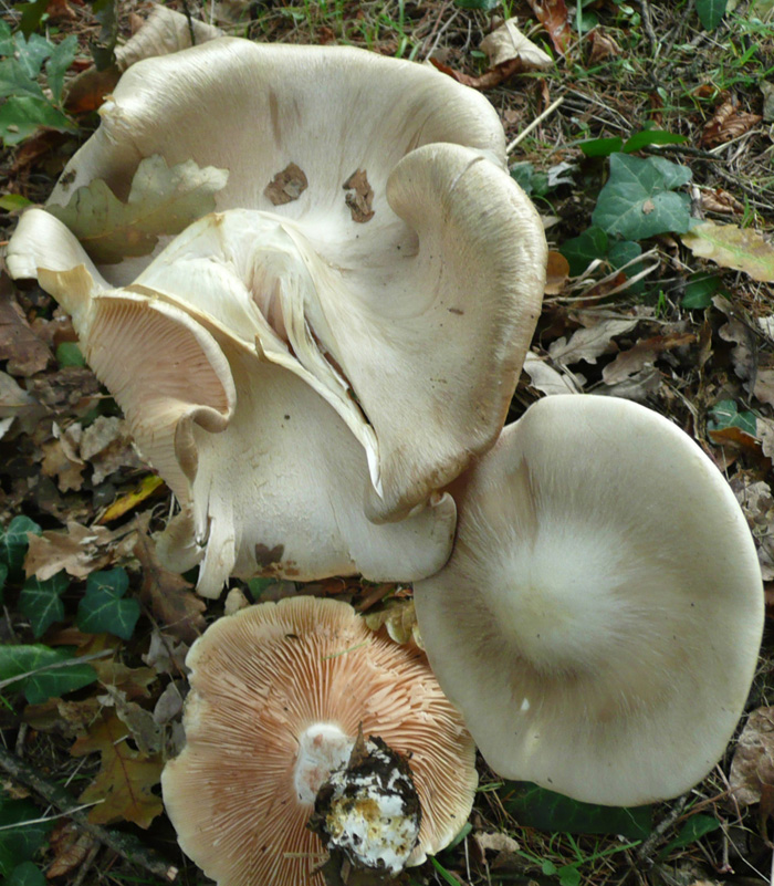mostro Entoloma lividum